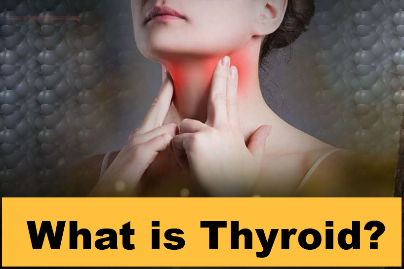 What is Thyroid?